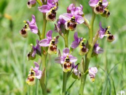 Ophrys_tenthredinifera_Mattinata_Coppa_Guardiola